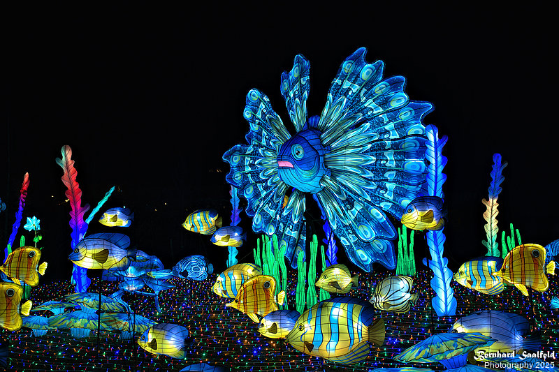 Bernhard Saalfeld - ChinaLightKoelnerZoo2025 (5v9)